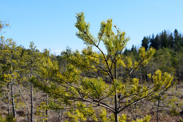 Obraz premium beautiful dadas park with birches and small pine trees in the swamp on a nice day in spring