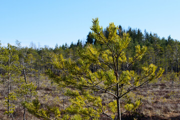 beautiful dadas park with birches and small pine trees in the swamp on a nice day in spring