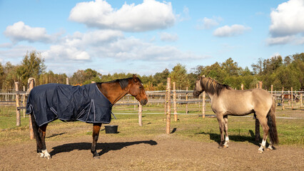 Horses standing outdoors on sunny day. Grullo coat color horse (Lusitano breed) and bay horse with blanket.
