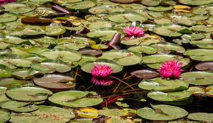 Purple water lily with green leaves