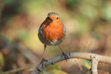 Territorial robin
