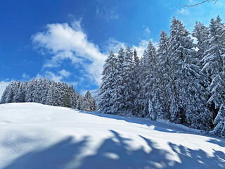 A magical play of sunlight and shadow during the alpine winter on the snowy slopes of the Churfirsten mountain range in the Obertoggenburg region, Nesslau - Switzerland / Schweiz