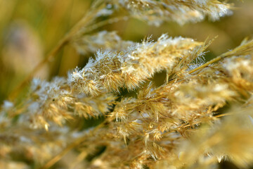 Yellow grass and dew on the ear.