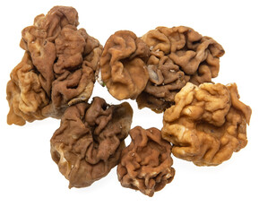 spring mushrooms on white background