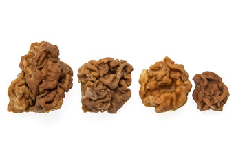 spring mushrooms on white background