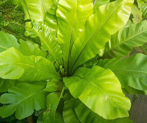 Bird nest fern (Asplenium Nidus). Botanical garden KIT Karlsruhe, Germany, Europe