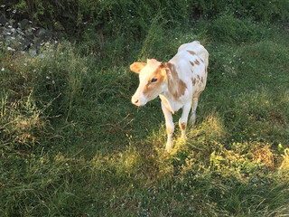 Cow in green natural  field