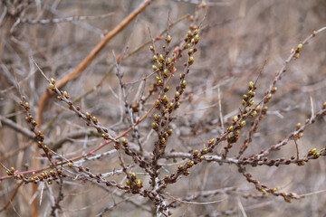 Sea-buckthorn branches with flower buds and young leaves in spring