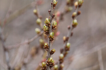 Sea-buckthorn branch with flower buds and young leaves in spring