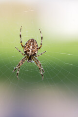 Obraz premium Pająk krzyżak na pajęczynie