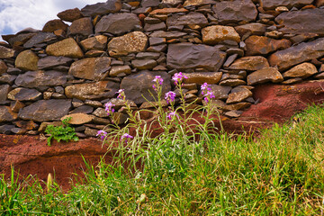 A Matthiola maderensis Lowe in front of a stone wall on the peninsula of sao lourenco in Madeira, Portugal