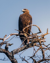 Majestic eagle on a tree branch looking for his prey, in serengeti national park, Tanzania
