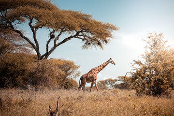 Giraffe walking in the savannah during a sunny day, in Tarangire National Park reserve, Tanzania, Africa, wildlife animals safari 