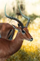 Mame Impala antelope in the Tarangire national park in Tanzania, Africa, seen in the green savannah, during the short rainy season and a tourist safari