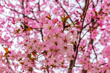 Fototapeta na wymiar Blossoming cherry tree in spring, japanese cherry tree, sakura