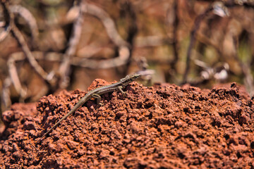 Close up of brown lizard of Madeira island, known as Lagartixa, Red soil at sao lourenco, Portugal