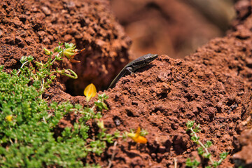 Close up of brown lizard of Madeira island, known as Lagartixa, Red soil at sao lourenco, Portugal