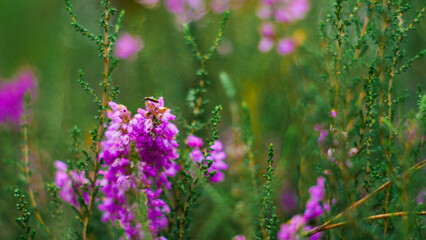 Fleurs de bruyère sauvages, au bord d'un chemin de forêt