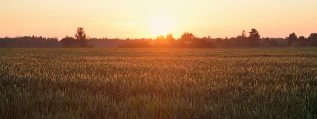 Wandaufkleber Panoramablick auf das grün gepflügte landwirtschaftliche Feld bei Sonnenuntergang. Ländliche Szene des idyllischen Sommers. Natur, Ökologie, Landwirtschaft und Lebensmittelindustrie, Ökotourismus, abgelegene Orte © Aastels