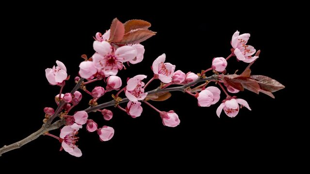 4K Time Lapse of blossoming branch with pink Cherry blossom flowers, springtime. Time-lapse spring tree branch with flowers and buds, isolated on black background.