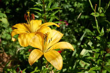 Beautiful lily flower in the garden