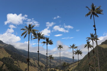 Wax palms – Colombia's national tree and the world's tallest palms in Cocora Valley