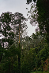 Obraz na płótnie Canvas An eucalyptus forest on madeira, very tall green trees, Maderia Island, Portugal