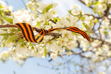 May 9 holiday. ribbon of St.George and cherry flowers, natural spring background. traditional...