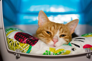 a red cat resting on a colorful pillow