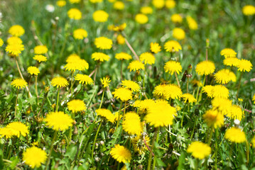 Nature background of dandelions in the grass