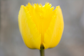 yellow tulip in close-up photo