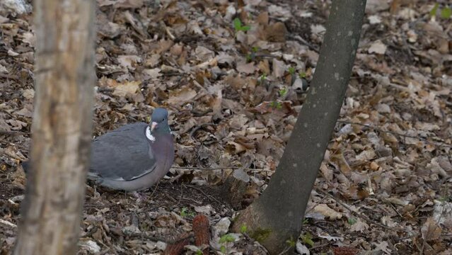 Common Wood Pigeon in search of food on ground (Columba palumbus) - (4K)