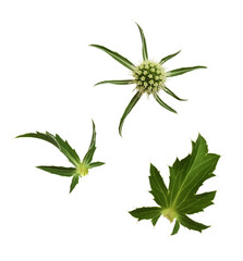 Set of flower and leaves of eryngium isolated
