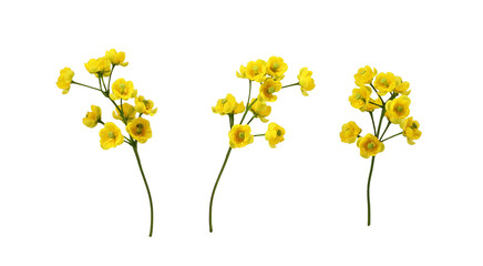 Set of small yellow flowers of berberis thunbergii isolated