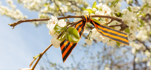 May 9 holiday. ribbon of St.George and cherry flowers, natural spring background. traditional...