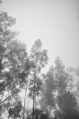 Fototapeta na wymiar An eucalyptus forest on madeira, very tall green trees, Maderia Island, Portugal