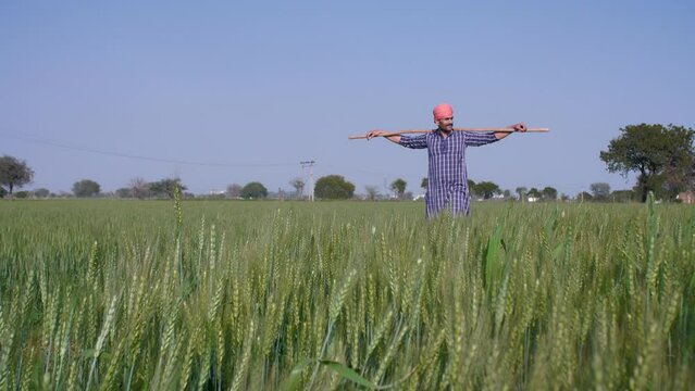 A handsome bearded farmer in traditional clothes walking in his wheat fields  - Indian village field  agricultural produce. A happy Indian villager wearing a Safa posing with a Laathi / stick on hi...