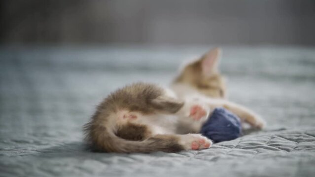 4k Striped domestic kitten playing home. Cute Cat withball skein of thread on white bed.