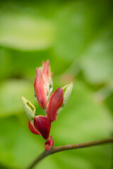 Obraz na płótnie Canvas Red chestnut bud close up, on green background. the chestnut near to blossom