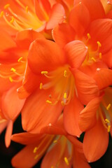 Orange bush lily flower