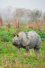 Obraz premium An approaching greater one-horned Rhino in the elephant grass in Kaziranga, India 