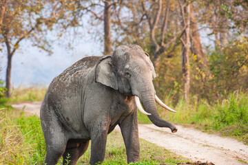Fototapeta na wymiar Asiatic Elephant walking through the long grass in Kaziranga National Park, India