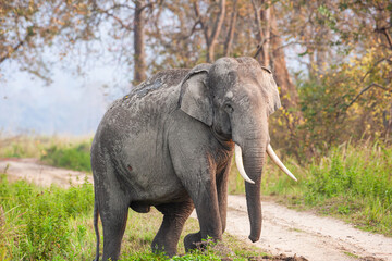 Fototapeta premium Asiatic Elephant walking through the long grass in Kaziranga National Park, India