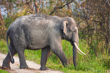 Asiatic Elephant walking through the long grass in Kaziranga National Park, India