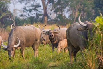 Fototapeta premium Indian water buffalo herd relaxing in the long grass of Kaziranga National Park