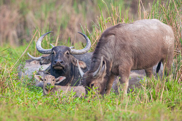 Obraz premium Indian water buffalo herd relaxing in the long grass of Kaziranga National Park