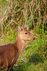 Female hog deer walking along the road in Kaziranga National Park, India