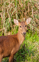 Female hog deer walking along the road in Kaziranga National Park, India