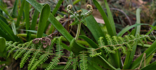 Close up of young shoots on a common bracken pteridium aquilinum plant, fern Madeira, Portugal