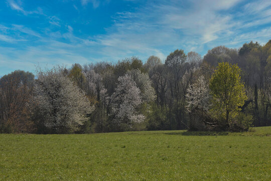 Fotografia di alberi in primavera su sfondo di cielo azzurro con poche nuvole